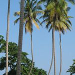 Voyage à Samaná