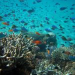 Les principaux attraits à Tabarka