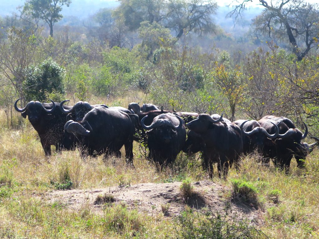 Kruger NP, Afrique du Sud - Buffles