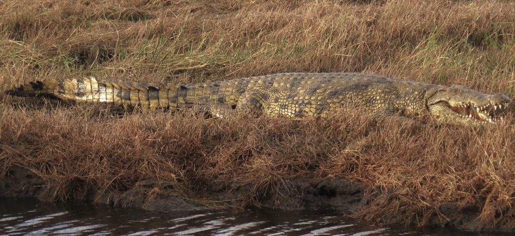 Chobe NP, Botswana - Crocodile
