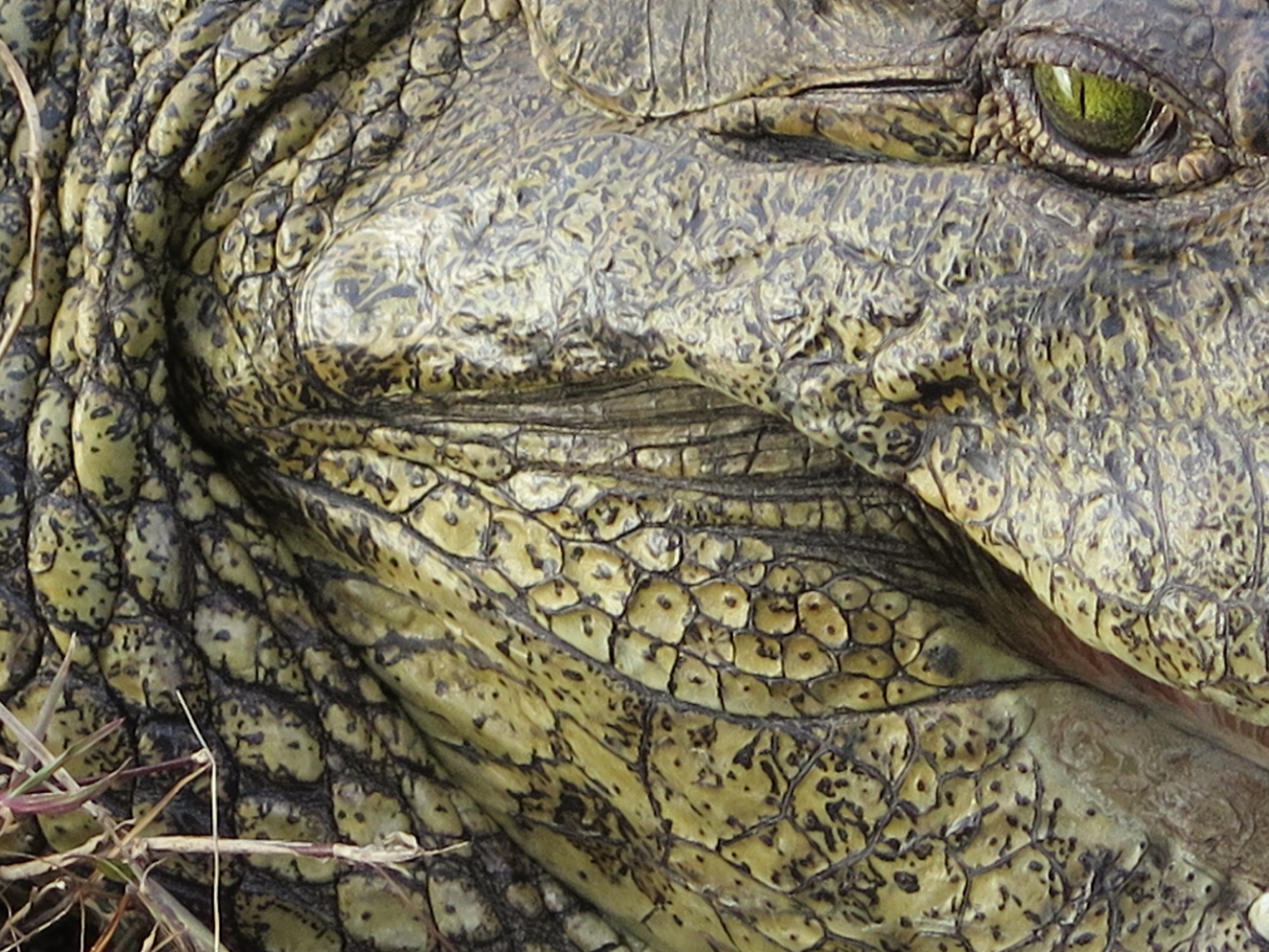 Chobe NP, Botswana - Crocodile