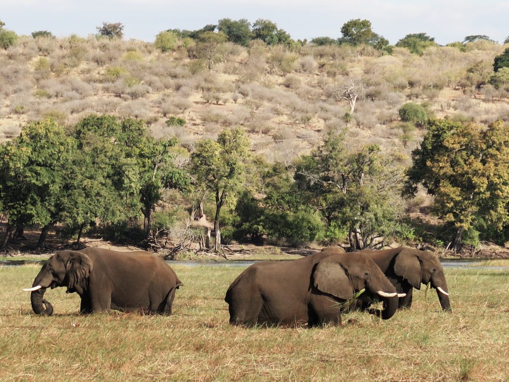 Chobe NP, Botswana - Éléphants