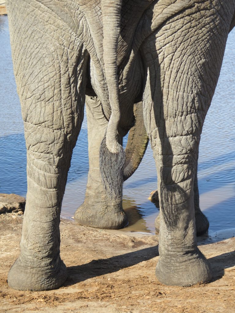 Elephant Sands, Botswana - Ëléphant