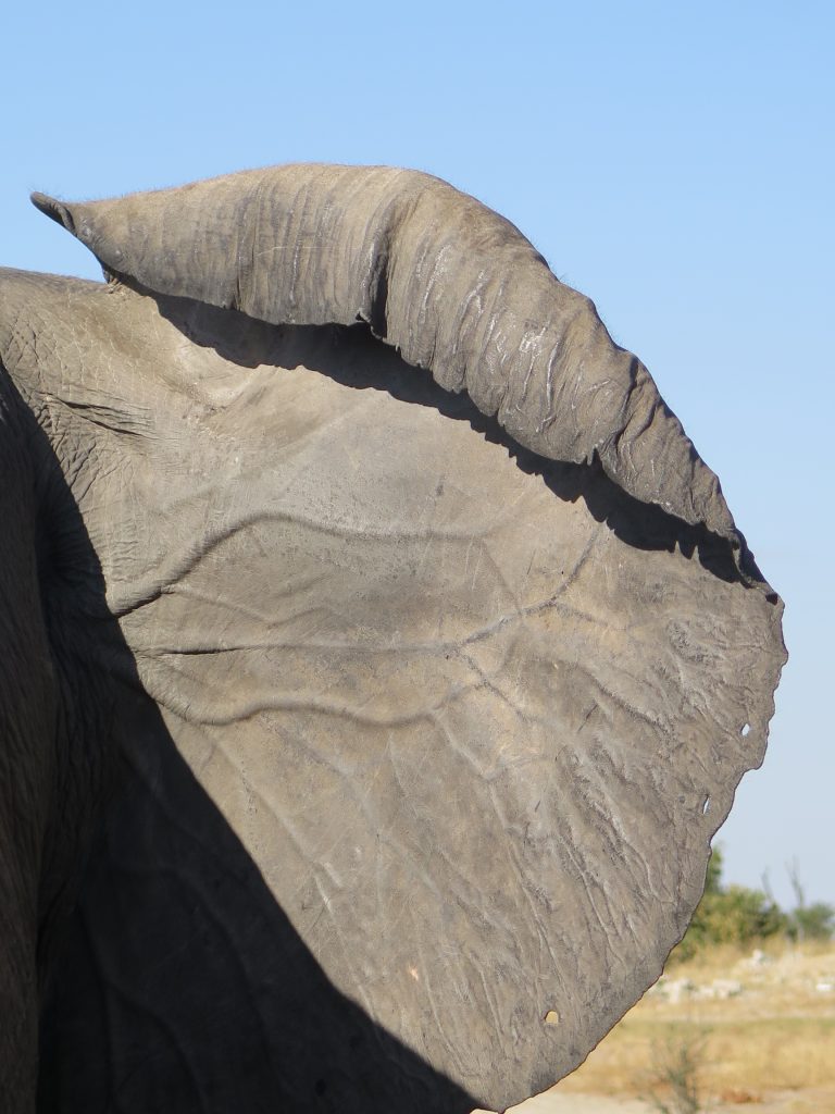 Elephant Sands, Botswana - Ëléphant