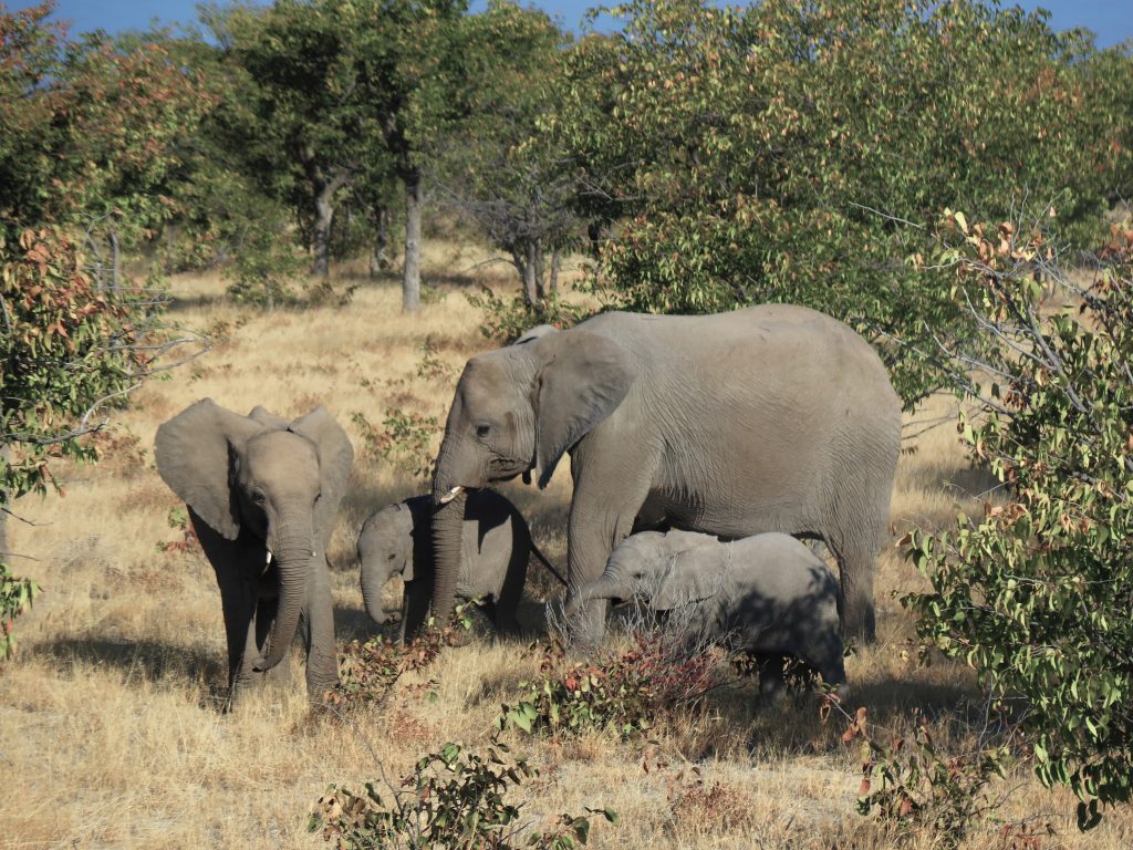 Etosha NP, Namibie - Éléphants