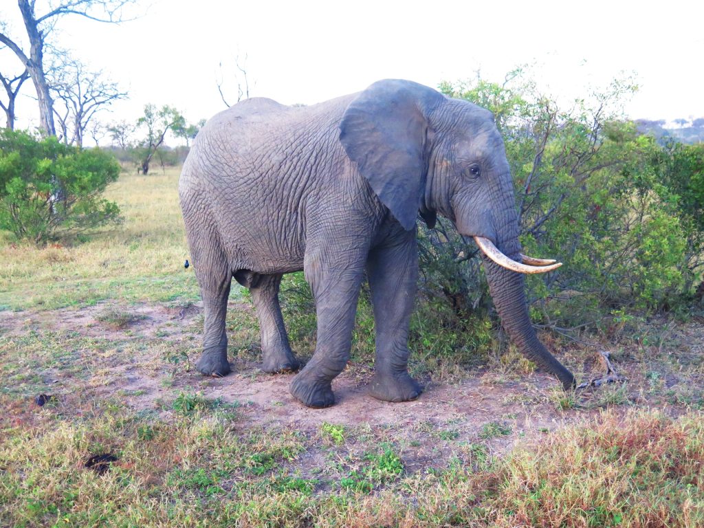 Kruger NP, Afrique du Sud - Éléphant