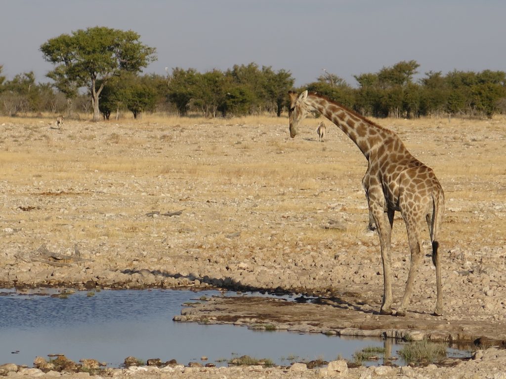 Etosha NP, Namibie - Giraffe