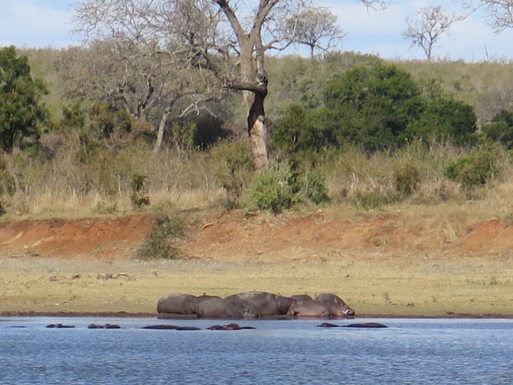 Kruger NP, Afrique du Sud - Hippopotames
