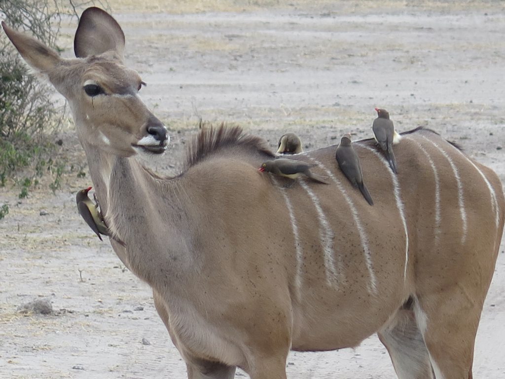 Chobe NP, Botswana - Kudu femelle