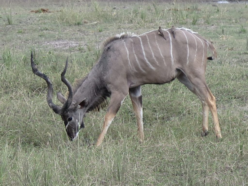 Chobe NP, Botswana - Kudu mâle