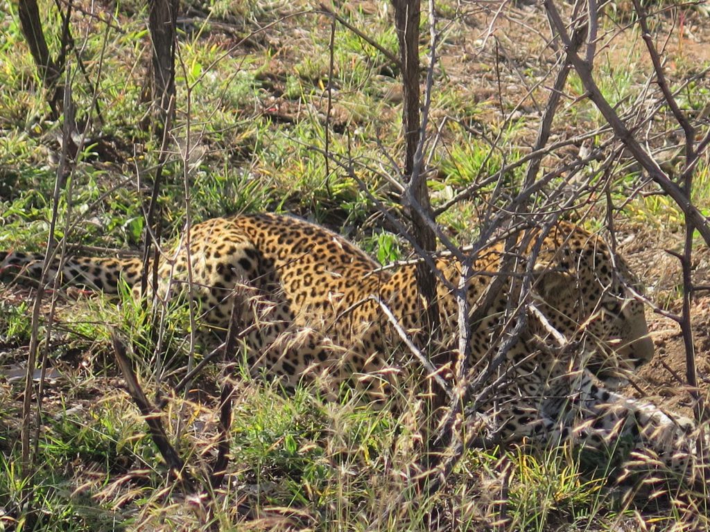 Kruger NP, Afrique du Sud - Léopard