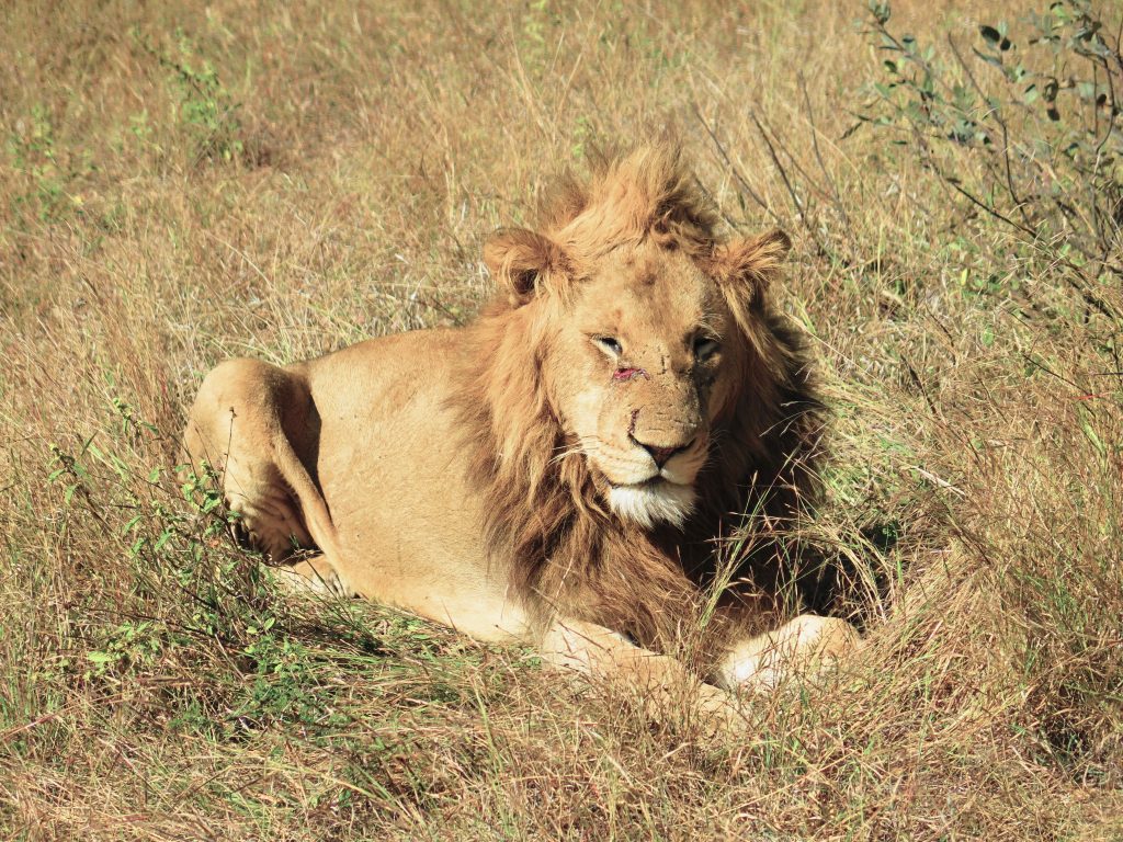 Kruger NP, Afrique du Sud - Lion