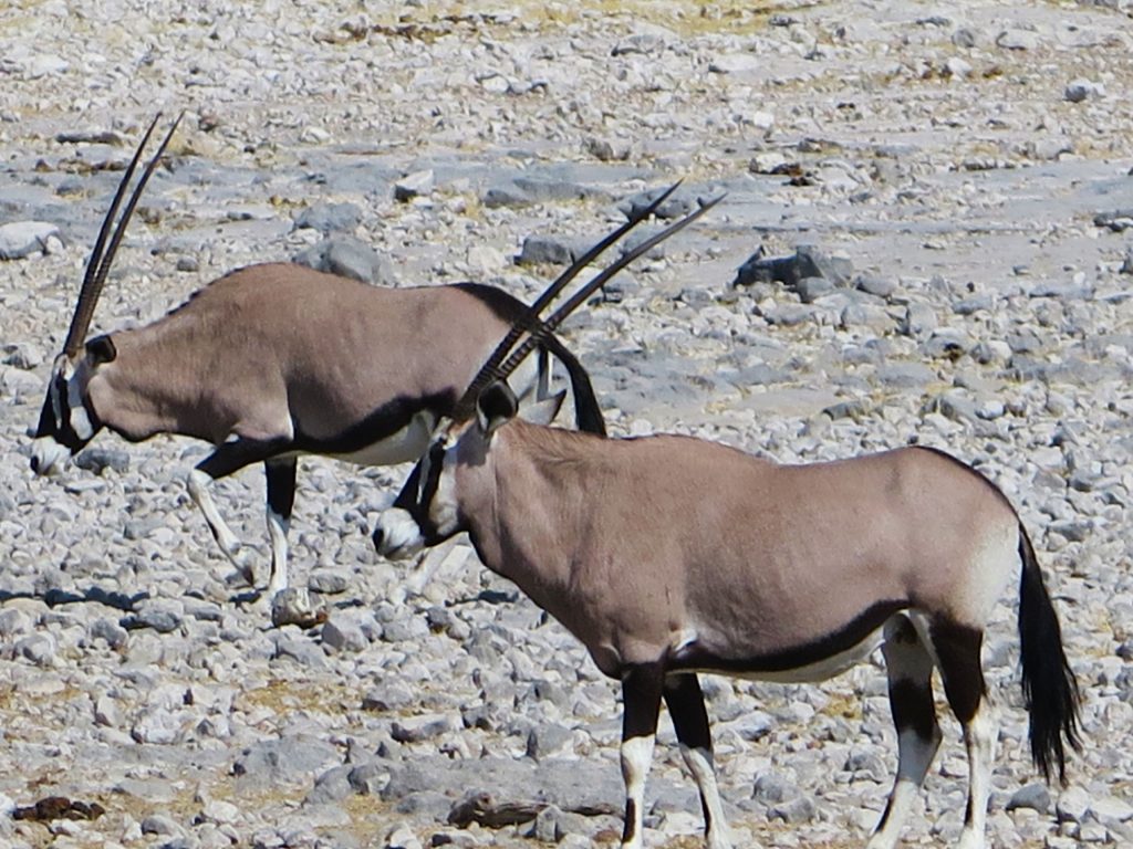 Etosha NP, Namibie - Oryx