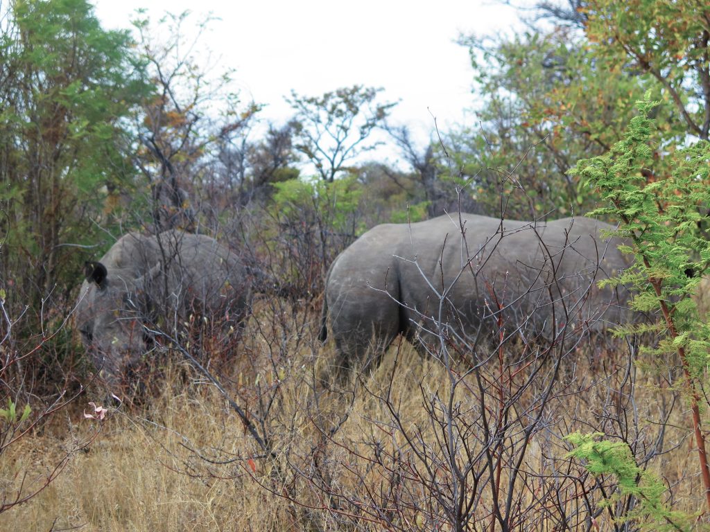 Rhodes Matopos NP, Zimbabwe - Rhinocéros