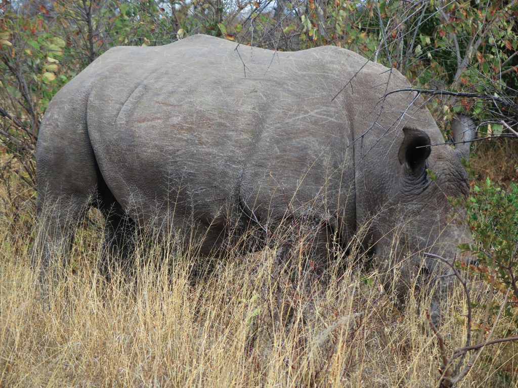 Rhodes Matopos NP, Zimbabwe - Rhinocéros