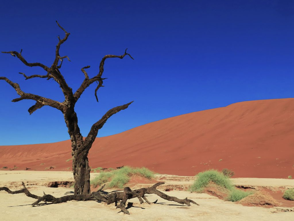 Deadvlei (Sossusvlei), Namibie