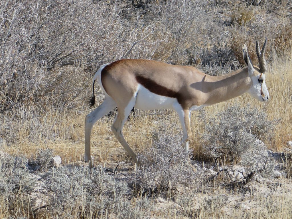 Etosha NP, Namibie - Springbok