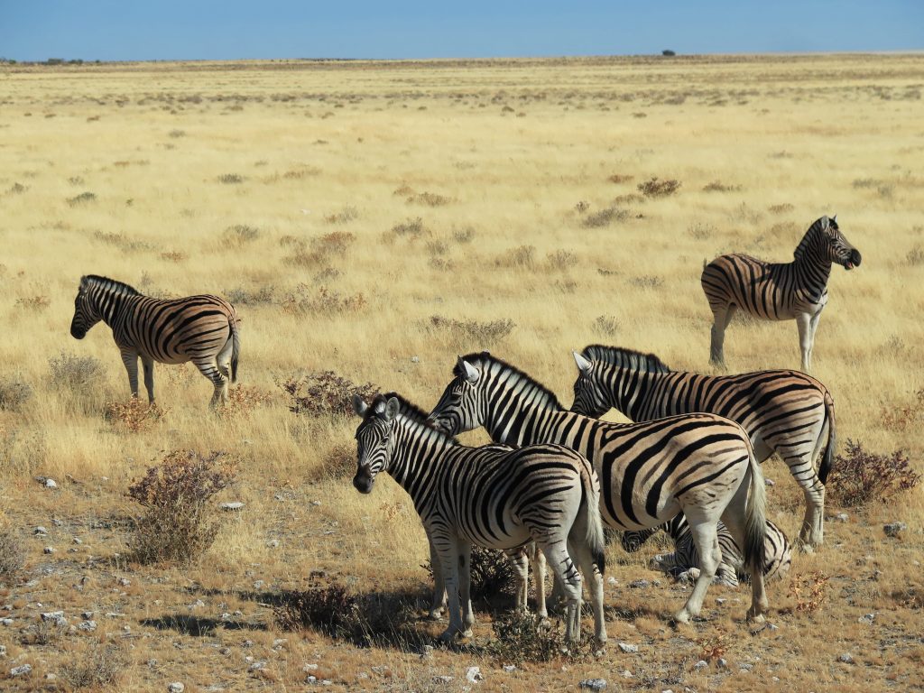 Etosha NP, Namibie - Zèbres